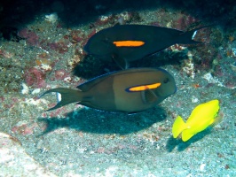 17 Orangeband Surgeonfish and Yellow Tang IMG 2027.JPG